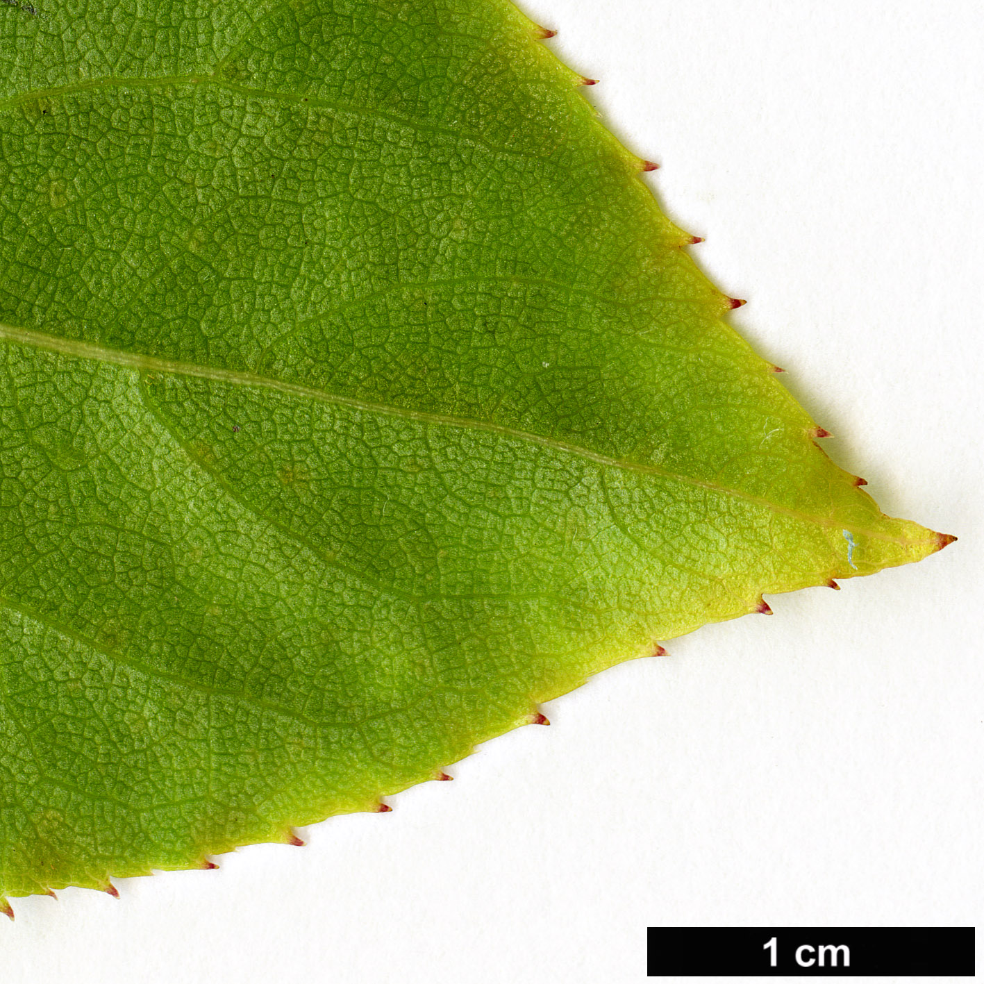 High resolution image: Family: Araliaceae - Genus: Aralia - Taxon: parasitica